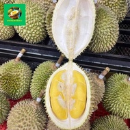 durian musang king utuh