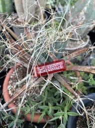精靈貓雜貨舖-仙人掌-多肉植物,龍舌蘭) 光山 約15cm 有頭 種植約20年