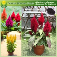 เมล็ดพันธุ์ ดอกสร้อยไก่ เมล็ดดอกสร้อยไก่ บรรจุ 200 เมล็ด คละสี Celosia Plumosa Flower Seeds บอนสี เม