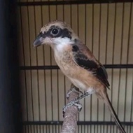 burung pentet trotol jahat jatim jantan semi pur