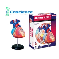 4D MASTER STEM Human Heart Anatomy Detachable Model for Science, MBBS, University