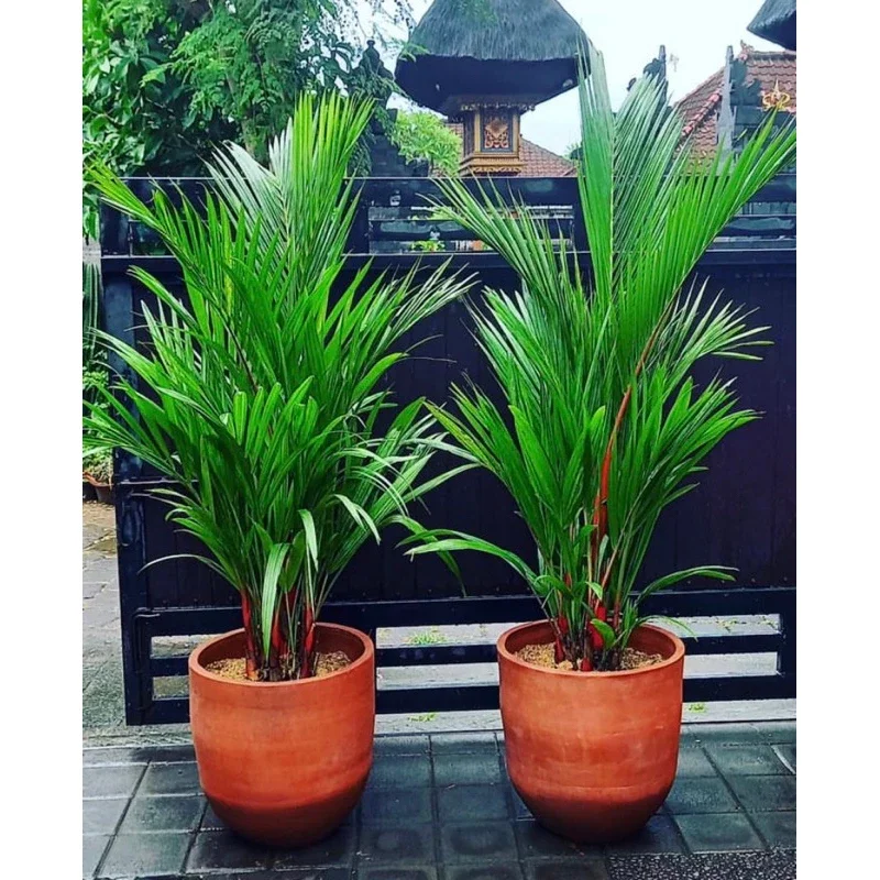 Promo Tanaman Palem merah - Pohon hidup palem merah 1m