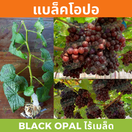 กิ่งพันธุ์องุ่น “แบล็คโอปอ” ไร้เมล็ด (Black Opal)