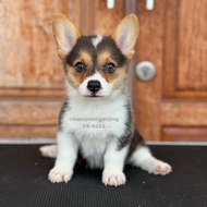 Anjing Corgi betina stambum
