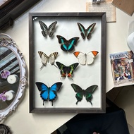 (Special) A3 specimen butterfly frame - Two worlds