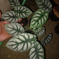 alocasia silver dragon