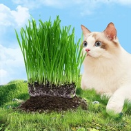 Greedy Horse Nutrient Soil Cat Grass Lazy Cat Grass Boxed Bagged Wheat Depilation Ball Nutrient Soil Cat Grass Wholesale