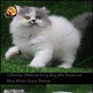 KUCING PERSIA PEAKNOSE SUPER