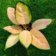 tanaman hias aglonema kochin cahaya real