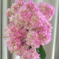 Keratan Cutting Bunga Kertas Bougainvillea Cherry Blossom Mahara Sanggul Fatimah Aiskrim Ice Cream