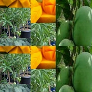 ANAK POKOK MANGGA HYBRID TAIWAN Buah Buahan Fruits Live Plant [WEST MALAYSIA ONLY]