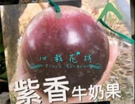心栽花坊-紫香牛奶果/4吋/牛奶果/嫁接苗/水果苗/售價500特價400