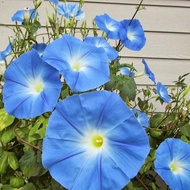 BIJI BENIH BUNGA SERI PAGI BIRU/MORNING GLORY HEAVENLY BLUE(10 SEEDS)
