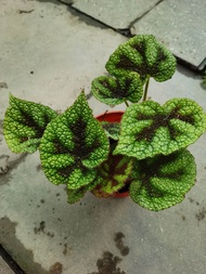 Begonia Rex (秋海棠)