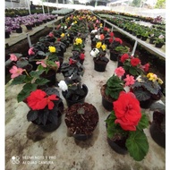 Tanaman Hias Bunga Begonia Mawar Hybrid - Begonia Mawar Tumpuk Hybrida