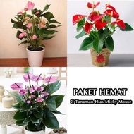 Paket 3 tanaman hias mickey mouse -anthurium mickey mouse