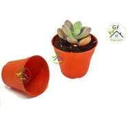 GFE 50pcs DIAMETER 5.5 cm cactus pot /mini seeding pot/ succulent pot