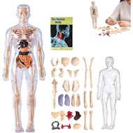 Clear Human Body Structure Model, 29 Piece Anatomy Figure 3D Anatomy Kit, DIY Assembled Human Torso 