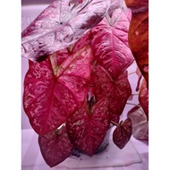 Caladium Indonesia 7 Luck (No Thailand）