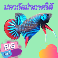 ปลากัดป่าภาคใต้ สีน้ำเงิน ตัวเล็ก เป็นสายพันธุ์ที่เล็กที่สุดในไทย