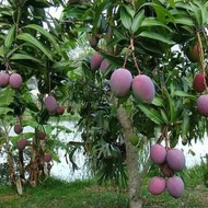 POKOK MANGGA IRWIN/PURPLE