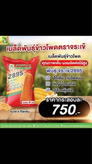 เมล็ดพันธุ์ข้าวโพดเลี้ยงสัตว์ตราจระเข้ 2895