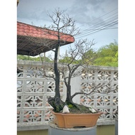 Maba buxifolia bonsai