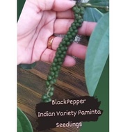Paminta Indian Variety Black pepper seedlings fully rooted trailing