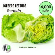 [4000 Seeds] Salad Seeds Lettuce Iceberg
