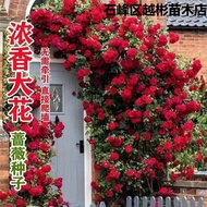 Climbing Wall Rose Seed Seeds Four Seasons Sowing Flowering Chinese Rose Vines Flower Seed Outdoor Garden Flower Seeds
