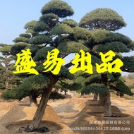 Fujian Arhat Pine Linshui Oblique Price Modeling Welcome Guest Pine Bonsai Wholesale Floating Japane