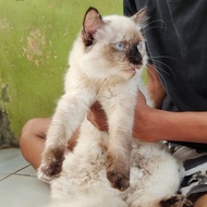 Kucing Himalaya Remaja (Betina)