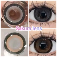 คอนแทคเลนส์ บิ๊กอาย รุ่น Sakura/Edge สีเทา/ตาล Gray/Brown มีค่าสายตา (0.00)-(-10.00)