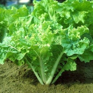 PlantSeed - 50 Benih Bibit Sawi Samhong King Keriting F1 Hibrida