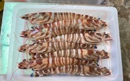 【澎湖海鮮直送 野生中明蝦 (600g/盒)】Q彈鮮甜蝦肉多 自家船隊捕撈就是鮮