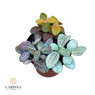 Paket isi 4 Tanaman Hidup Fittonia Random Collection