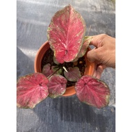 Caladium Thai Cat Tumpah Hybrid/ready stock