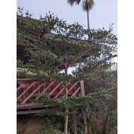 Keratan Batang Bucida Tree