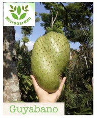 Guyabano Fruit Seeds Tropical Plant Fruits with extra vegetable seed