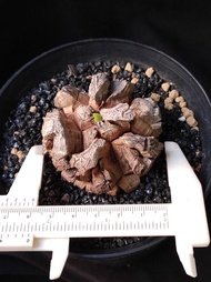 深裂) 南非龜甲龍   6cm   連 花盆 塊根 植物 盆栽 Plant  caudex 非象牙宮【實拍。只此一盆】 👑 9年老店