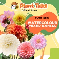 Plant Talks Watercolour Dahlia Flower Seeds Plant Gardening