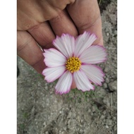 BIJI BENIH BUNGA COSMOS BIPINNATUS MIX