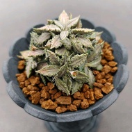 Tanaman Euphorbia tulearensis kualitas daun terbaik