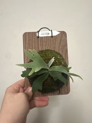 bacteria侏儒細菌鹿角蕨孢子苗