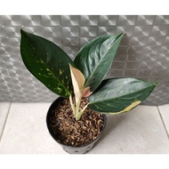 Terlaris Aglaonema