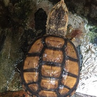 Common Snapping Turtle (CST) Female