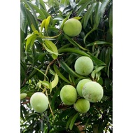 Buah Mangga Epal / Mango Apple / Mangga Epal Muda 1 Kg