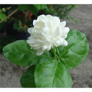 Pokok Bunga Melur Susun Harum Wangi / Melur Rose / Jasminum Sambac Grand Duke Tuscany