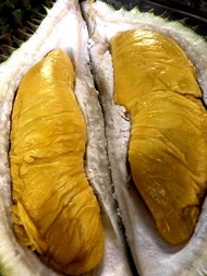 Fresh Musang King Durian