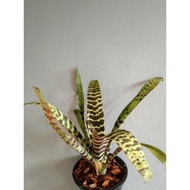 Pokok bromeliad hiasan, pokok nenas hiasan, btomeliad decorative plant
